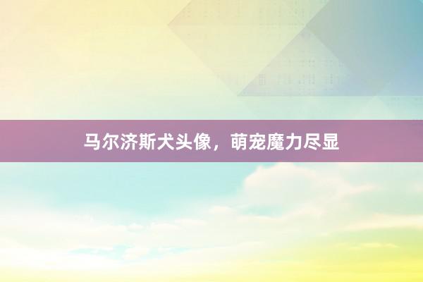 马尔济斯犬头像，萌宠魔力尽显